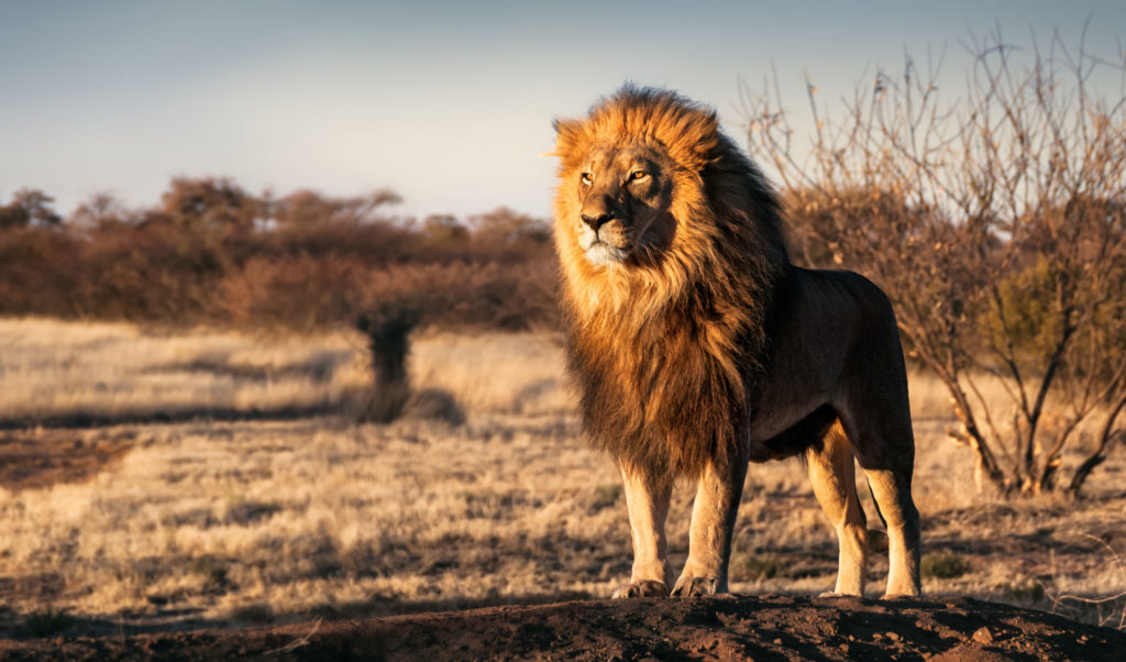 新 組織論 自然からの学び マルコ式ネット白書